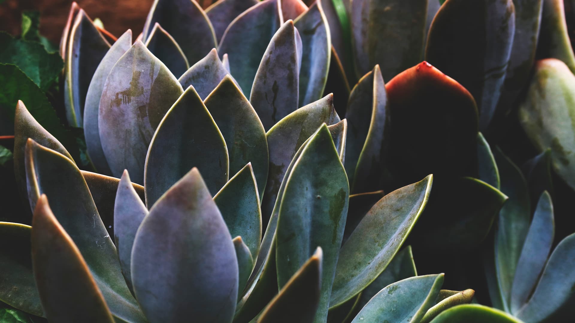 Las plantas son clave en la decoración de jardines